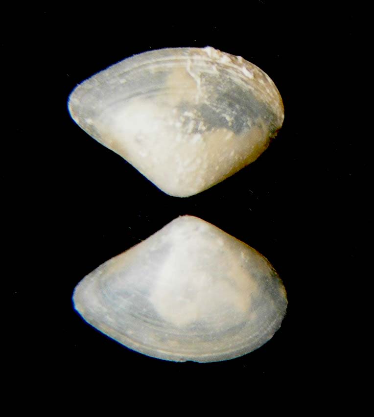 Yoldiella seguenzae